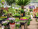 Plants and Nursery